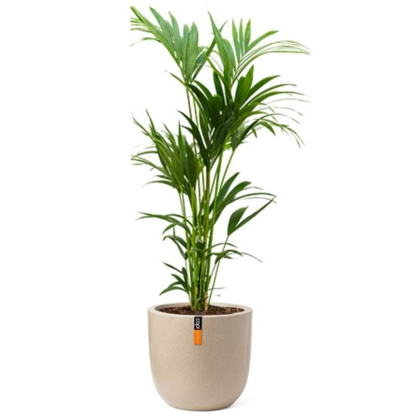Rostlina Howea - solitérní velká, květináč béžový