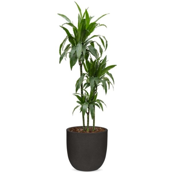 Rostlina Dracaena - solitérní velká, květináč čern