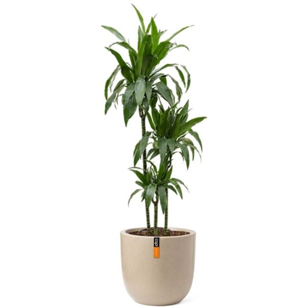 Rostlina Dracaena - solitérní velká, květináč béžo