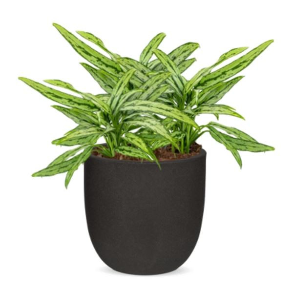 Rostlina Aglaonema - solitérní malá, květináč čern