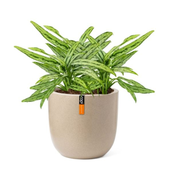 Rostlina Aglaonema - solitérní malá, květináč béžo