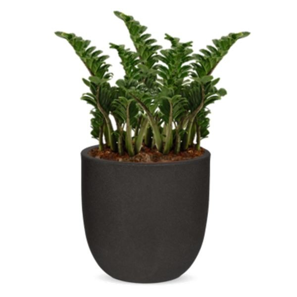 Rostlina Zamioculcas - solitérní malá, květináč če