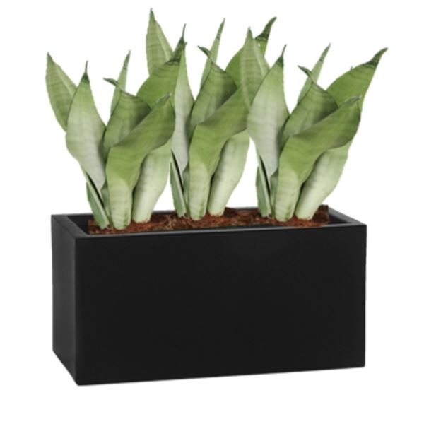 Rostlina Sansevieria - květináč černý