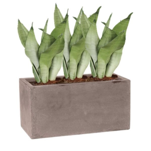 Rostlina Sansevieria - květináč taupe