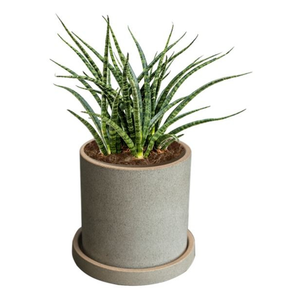 Rostlina Sansevieria - malá, květináč pískový