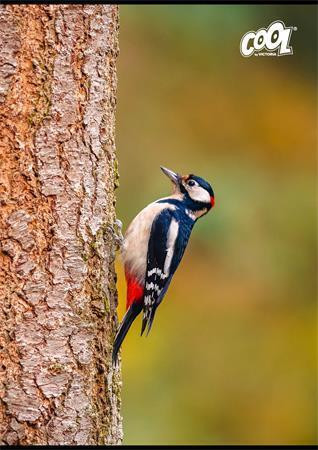 Sešit "Birds", mix motivů, A4, linkovaný, 80 listů, COOL BY VICTORIA