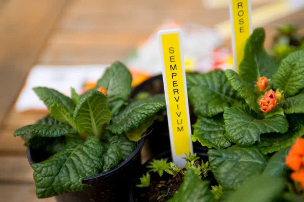 Brother originální páska do tiskárny štítků, Brother, TZE-631S, černý tisk/žlutý podklad, laminovaná, 4m, 12mm