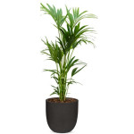 Rostlina Howea - solitérní velká, květináč černý