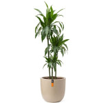 Rostlina Dracaena - solitérní velká, květináč béžo