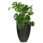 Rostlina Monstera - solitérní střední, květináč če