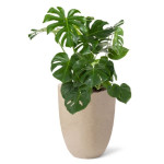 Rostlina Monstera - solitérní střední, květináč bé