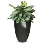 Rostlina Aglaonema - solitérní střední, květináč č