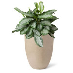 Rostlina Aglaonema - solitérní střední, květináč b