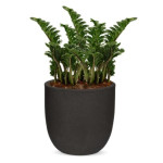 Rostlina Zamioculcas - solitérní malá, květináč če