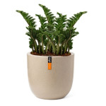 Rostlina Zamioculcas - solitérní malá, květináč bé