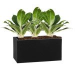 Rostlina Aglaonema - květináč černý