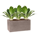 Rostlina Aglaonema - květináč taupe