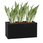 Rostlina Sansevieria - květináč černý