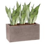 Rostlina Sansevieria - květináč taupe