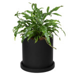 Rostlina Microsorum - malá, květináč černý