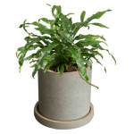 Rostlina Microsorum - malá, květináč pískový