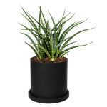 Rostlina Sansevieria - malá, květináč černý
