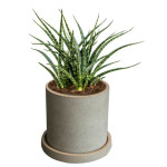 Rostlina Sansevieria - malá, květináč pískový