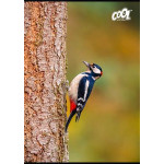 Sešit "Birds", mix motivů, A4, linkovaný, 80 listů, COOL BY VICTORIA