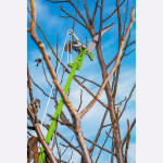 Verto nůžky na větve 15G260, 30mm