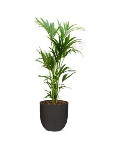 Rostlina Howea - solitérní velká, květináč černý