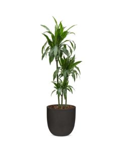 Rostlina Dracaena - solitérní velká, květináč čern
