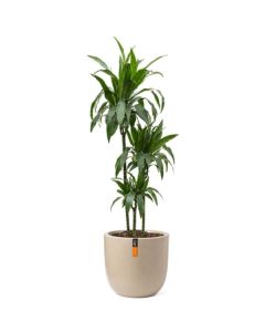 Rostlina Dracaena - solitérní velká, květináč béžo