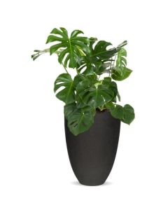 Rostlina Monstera - solitérní střední, květináč če