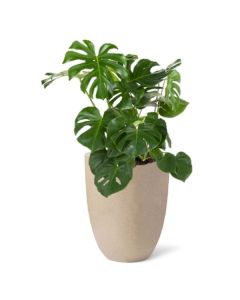 Rostlina Monstera - solitérní střední, květináč bé