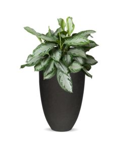 Rostlina Aglaonema - solitérní střední, květináč č
