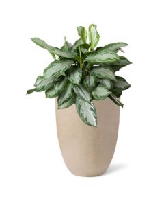 Rostlina Aglaonema - solitérní střední, květináč b