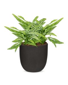 Rostlina Aglaonema - solitérní malá, květináč čern