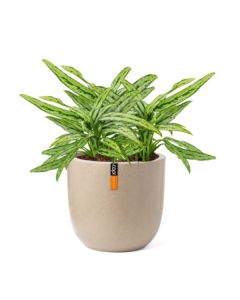 Rostlina Aglaonema - solitérní malá, květináč béžo