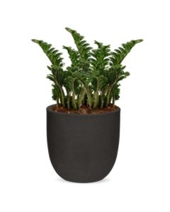 Rostlina Zamioculcas - solitérní malá, květináč če