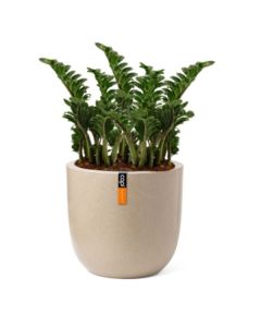 Rostlina Zamioculcas - solitérní malá, květináč bé