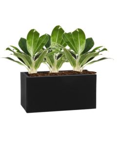 Rostlina Aglaonema - květináč černý
