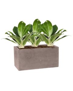 Rostlina Aglaonema - květináč taupe