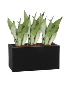 Rostlina Sansevieria - květináč černý