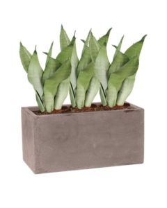 Rostlina Sansevieria - květináč taupe