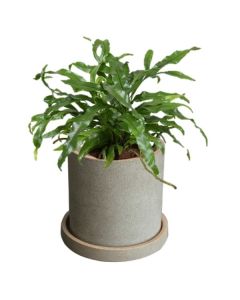 Rostlina Microsorum - malá, květináč pískový