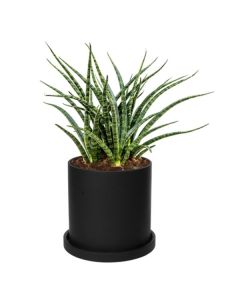 Rostlina Sansevieria - malá, květináč černý
