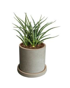 Rostlina Sansevieria - malá, květináč pískový